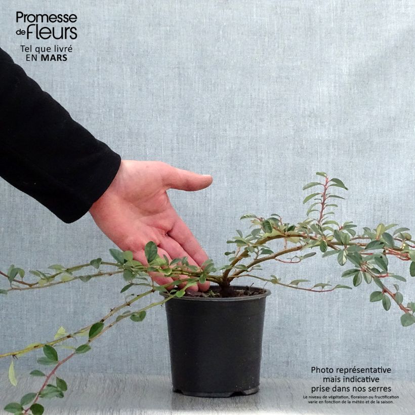 Spécimen de Cotoneaster dammeri Miranda Pot de 1L/1,5L tel que livré au printemps