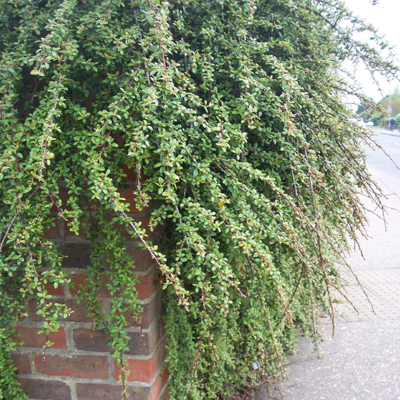 Cotoneaster dammeri Royal Carpet (Port)