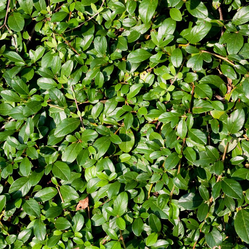 Cotoneaster dammeri Royal Carpet (Feuillage)