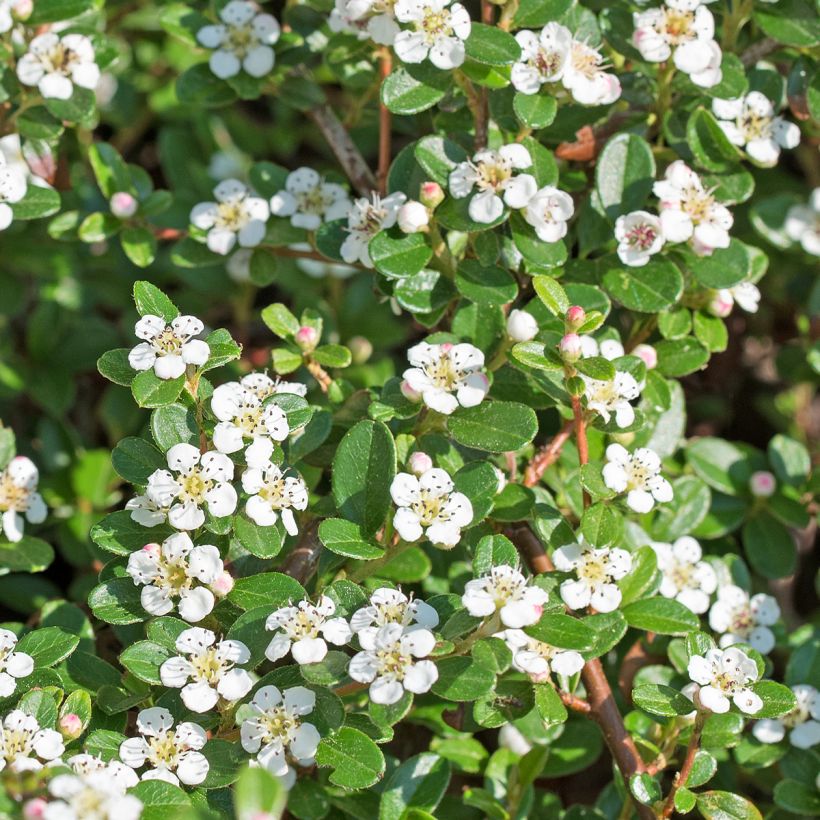 Cotoneaster dammeri Royal Carpet (Floraison)