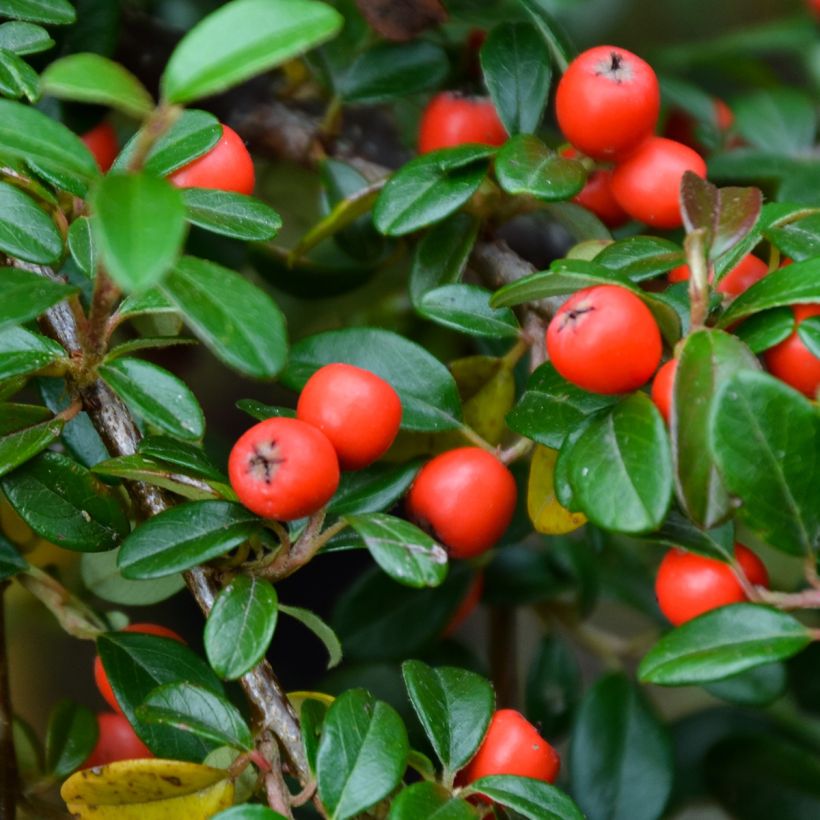 Cotoneaster dammeri Royal Carpet (Récolte)