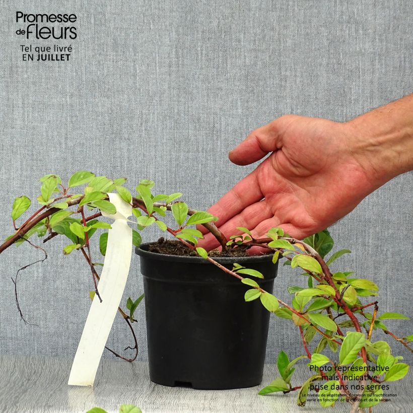 Spécimen de Cotoneaster dammeri Schoon Pot de 1L/1,5L tel que livré en été