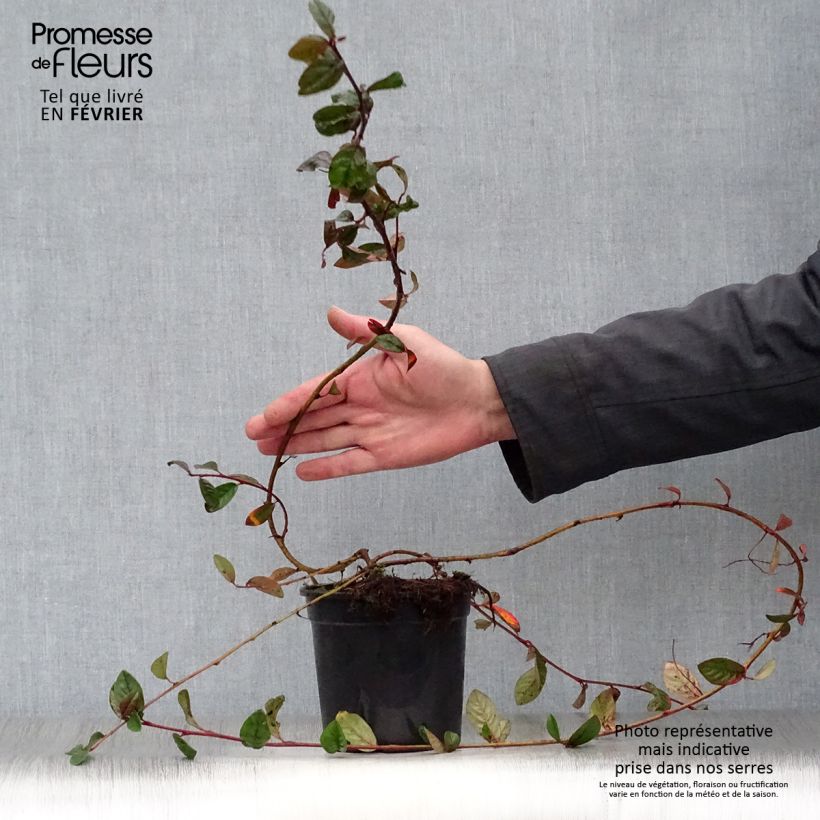 Spécimen de Cotoneaster dammeri Schoon tel que livré en hiver