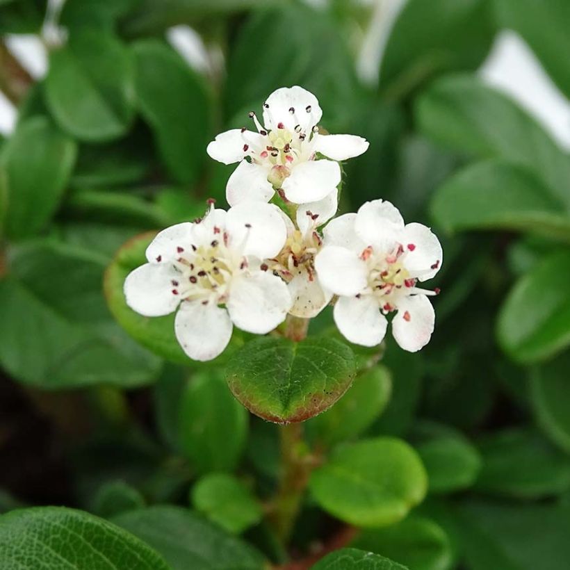 Cotoneaster dammeri Schoon (Floraison)