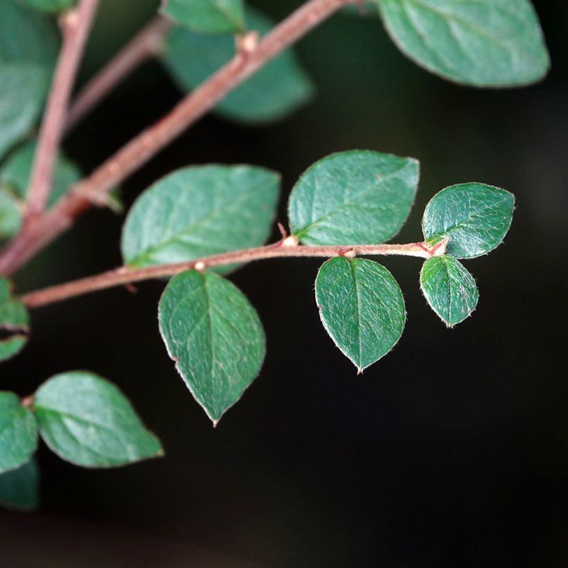 Cotoneaster dielsianus (elegans) - Cotonéaster de Diels (Feuillage)