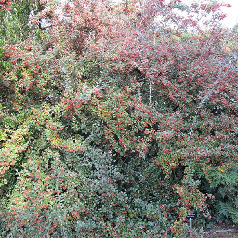 Cotoneaster dielsianus (elegans) - Cotonéaster de Diels (Port)