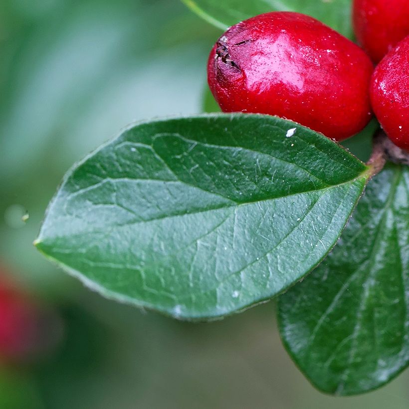 Cotoneaster divaricatus - Cotonéaster divariqué (Feuillage)