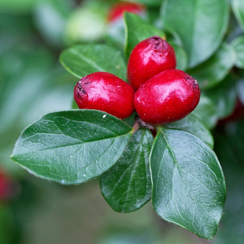 Cotoneaster divaricatus - Cotonéaster divariqué (Récolte)