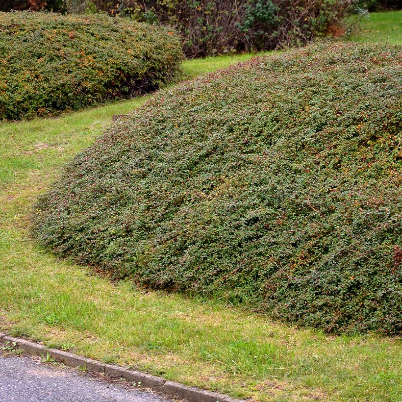 Cotoneaster divaricatus - Cotonéaster divariqué (Port)