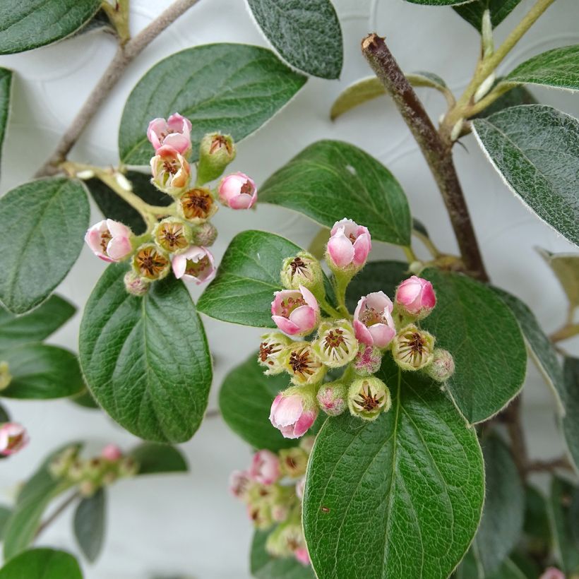 Cotoneaster franchetii - Cotonéastre de Franchet (Floraison)