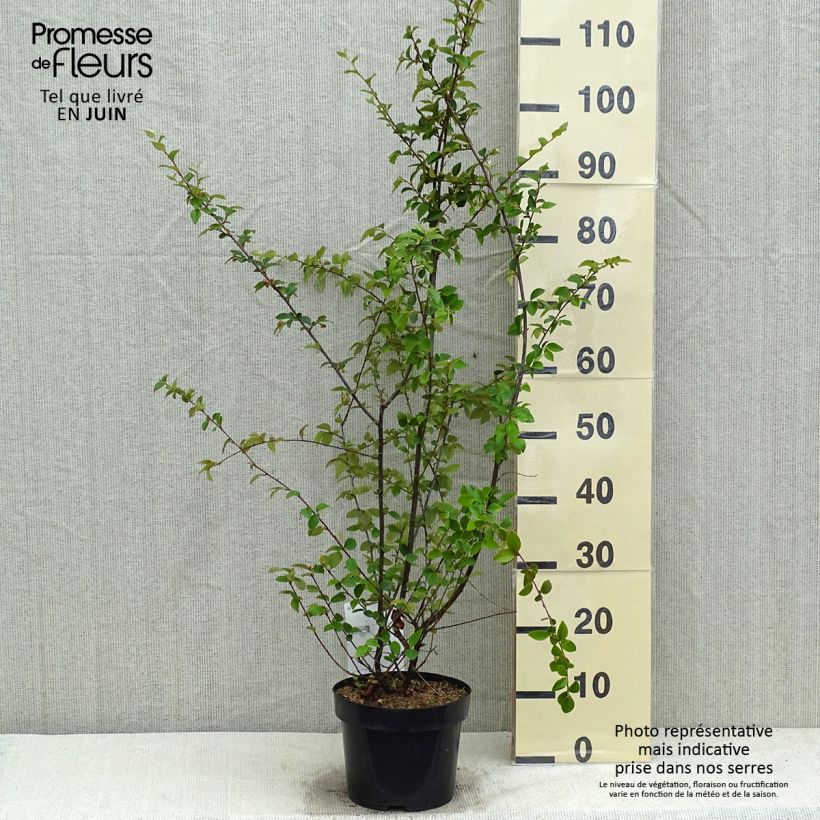 Spécimen de Cotoneaster franchetii - Cotonéastre de Franchet en pot de 2/3 L tel que livré au printemps