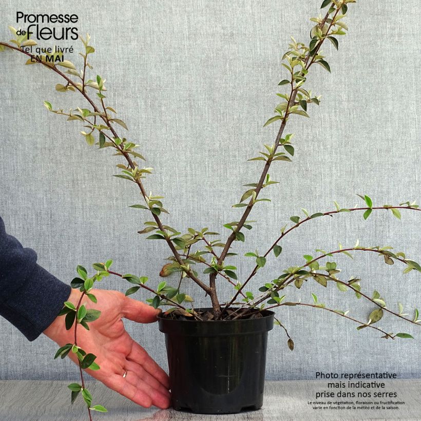Spécimen de Cotoneaster franchetii - Cotonéastre de Franchet en pot de 7,5L/10L tel que livré au printemps