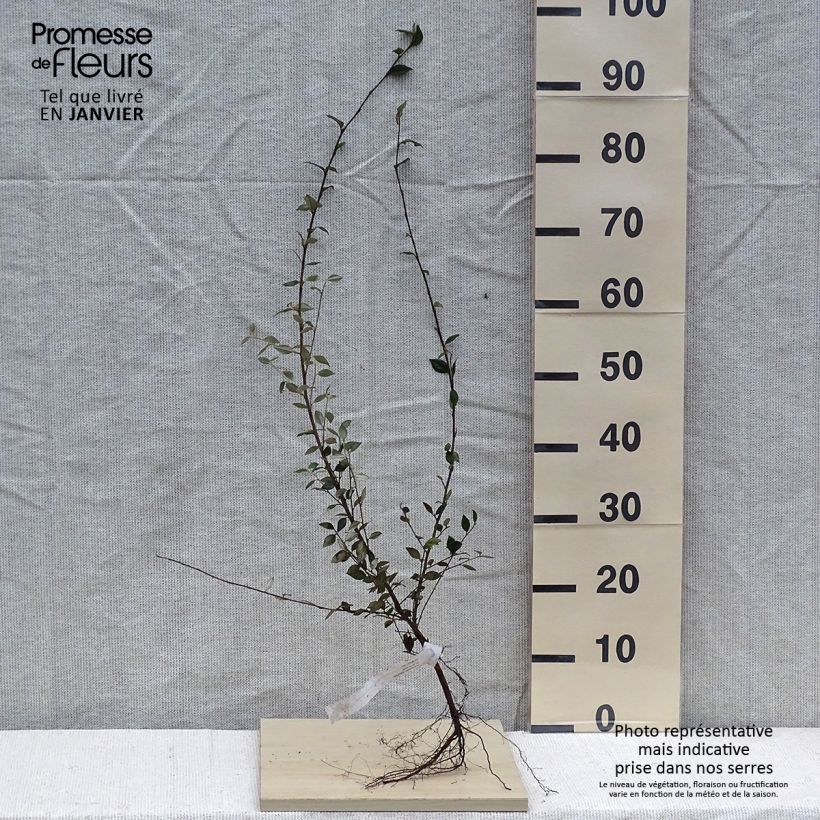 Spécimen de Cotoneaster franchetii - Cotonéastre de Franchet tel que livré en hiver