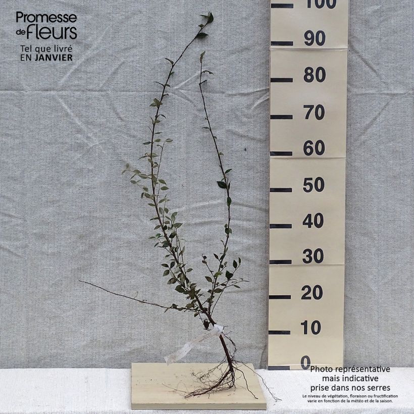 Spécimen de Cotoneaster franchetii - Cotonéastre de Franchet en racines nues tel que livré en hiver