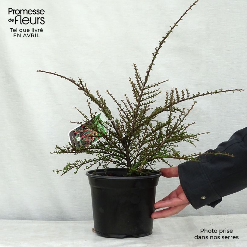 Spécimen de Cotoneaster horizontalis - Cotonéaster rampant Pot de 2L/3LHauteur livrée env. 30+cm tel que livré au printemps