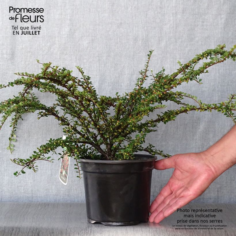 Spécimen de Cotoneaster horizontalis - Cotonéaster rampant Pot de 2L/3L tel que livré en été