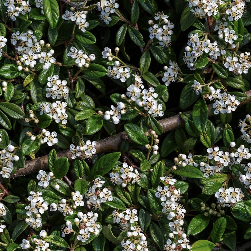 Cotoneaster horizontalis - Cotonéaster rampant (Floraison)