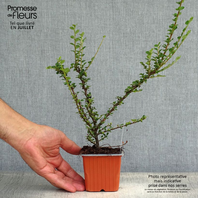Spécimen de Cotoneaster horizontalis - Cotonéaster rampant Godet de 8/9 cm tel que livré en été