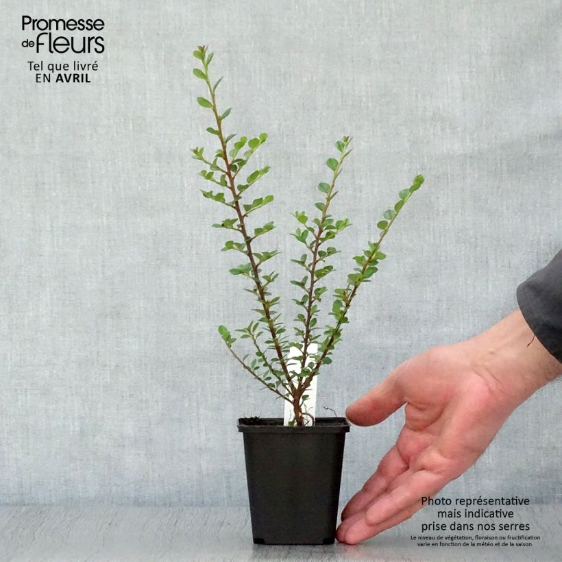 Spécimen de Cotoneaster horizontalis - Cotonéaster rampant Godet de 8/9 cmHauteur livrée env. 10/15cm tel que livré au printemps