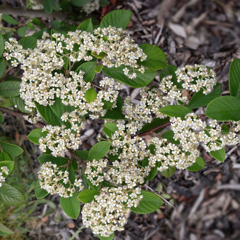 Cotoneaster lacteus - Cotonéaster laiteux (Floraison)