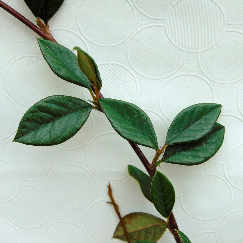 Cotoneaster lacteus - Cotonéaster laiteux (Feuillage)