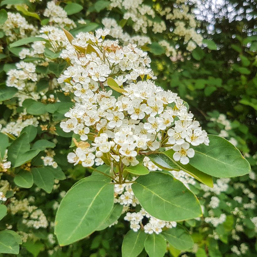Cotoneaster lacteus - Cotonéaster laiteux (Floraison)