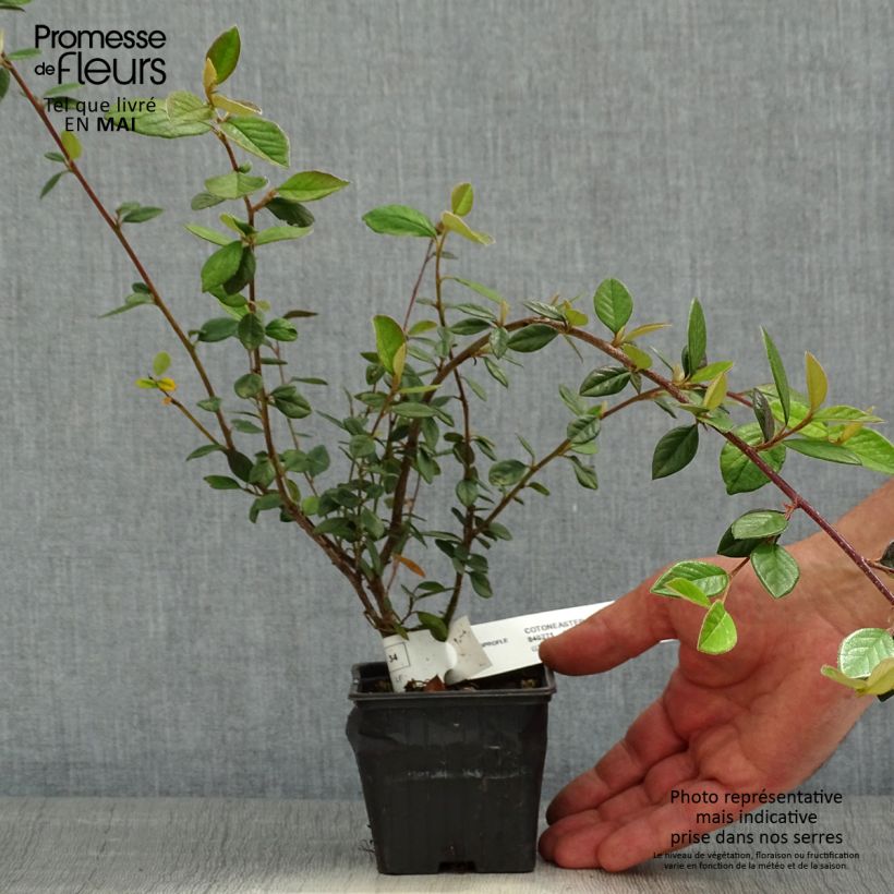 Spécimen de Cotoneaster lacteus - Cotonéaster laiteux en godet de 9cm tel que livré au printemps