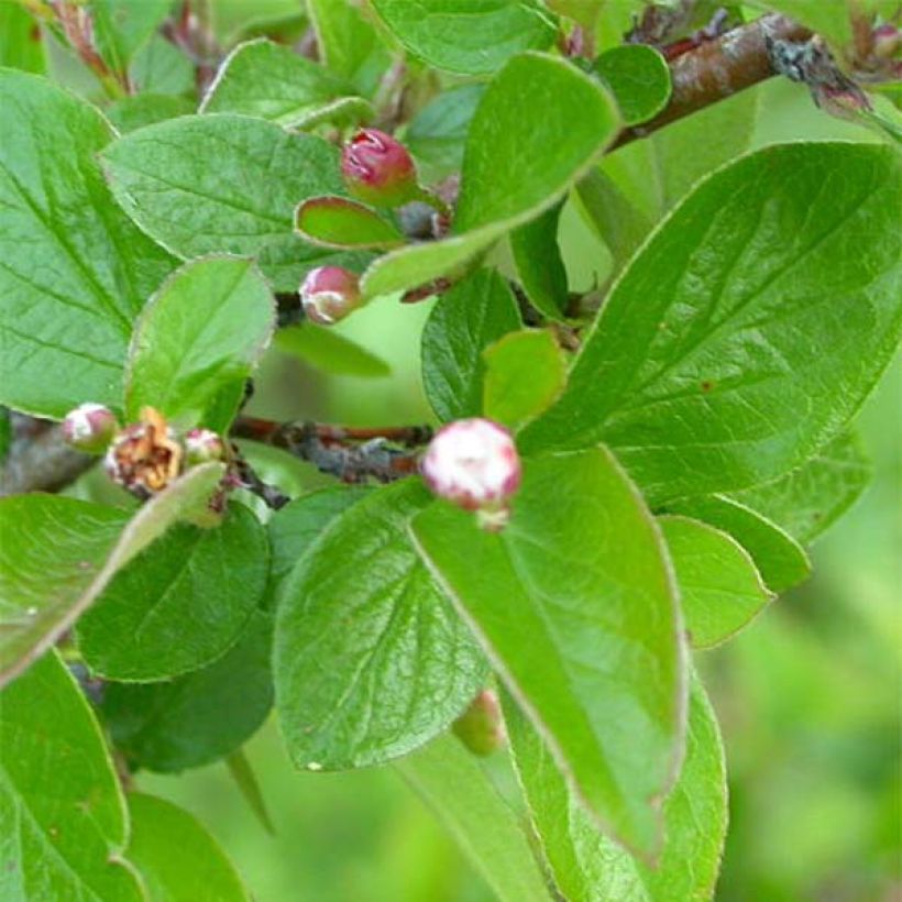 Cotoneaster lucidus  (Feuillage)