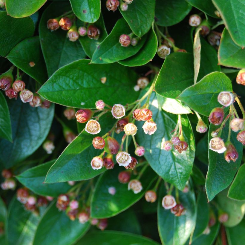 Cotoneaster lucidus  (Floraison)