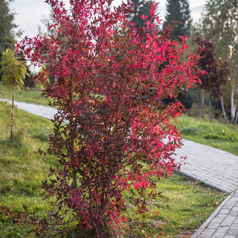 Cotoneaster lucidus (Port)