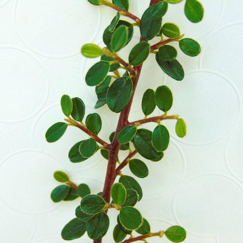Cotoneaster microphyllus - Cotonéaster à petites feuilles (Feuillage)