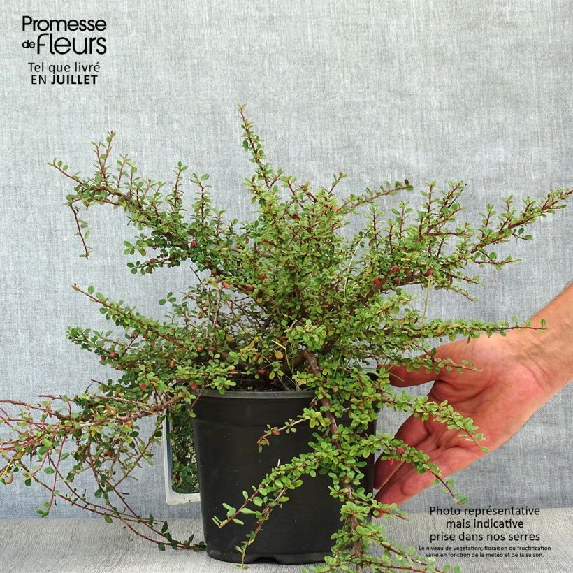 Spécimen de Cotoneaster microphyllus - Cotonéaster à petites feuilles tel que livré en ete