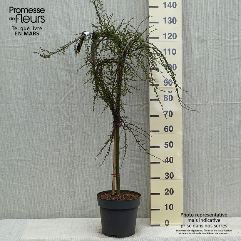 Spécimen de Cotoneaster praecox Boer Pot de 10L Tige de 80 cm tel que livré au printemps