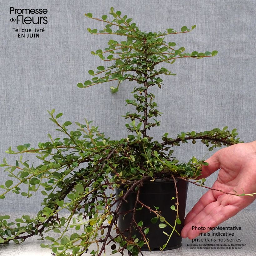 Spécimen de Cotoneaster procumbens Queen of Carpets Pot de 1L/1,5L tel que livré en été