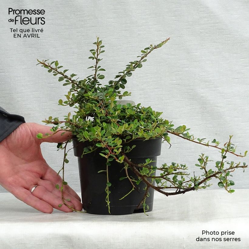 Spécimen de Cotoneaster procumbens Queen of Carpets en pot de 1.5L tel que livré au printemps