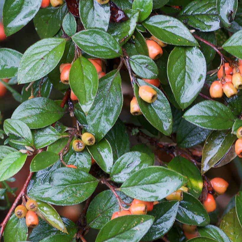 Cotoneaster simonsii - Cotonéaster de Simons (Feuillage)