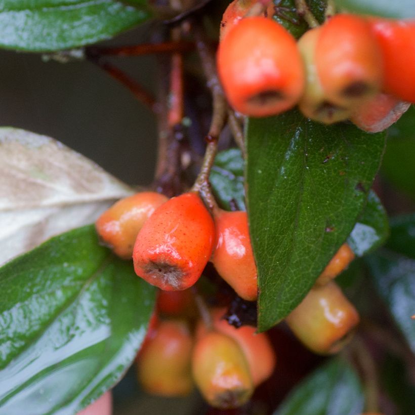 Cotoneaster simonsii - Cotonéaster de Simons (Récolte)