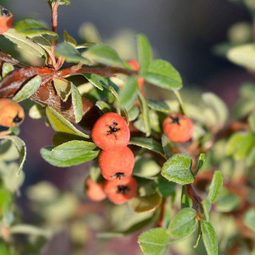Cotoneaster suecicus Coral Beauty (Récolte)