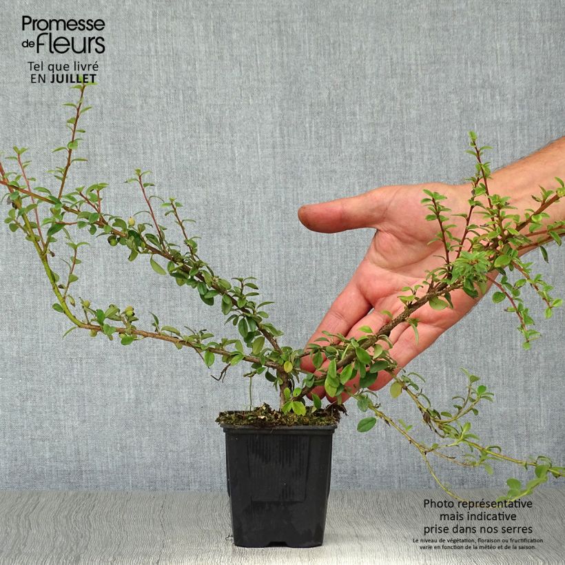 Spécimen de Cotoneaster suecicus Coral Beauty Godet de 8/9 cm tel que livré en été