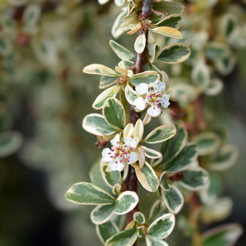 Cotoneaster suecicus Juliette (Floraison)