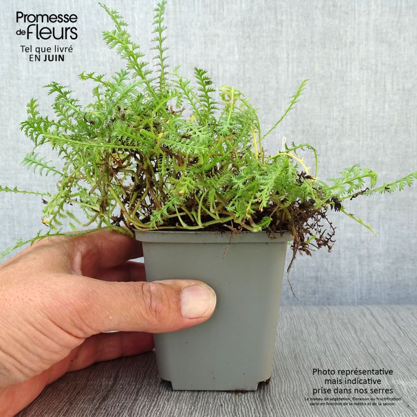Spécimen de Cotula hispida - Leptinella Godet de 8/9 cm tel que livré en été