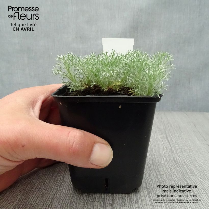 Spécimen de Cotula hispida - Leptinella Godet de 9cm tel que livré au printemps