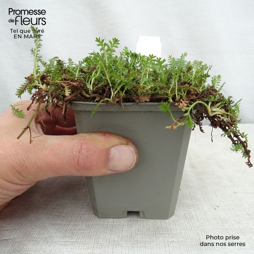 Spécimen de Cotule à bractées - Leptinella squalida Godet de 9cm tel que livré au printemps
