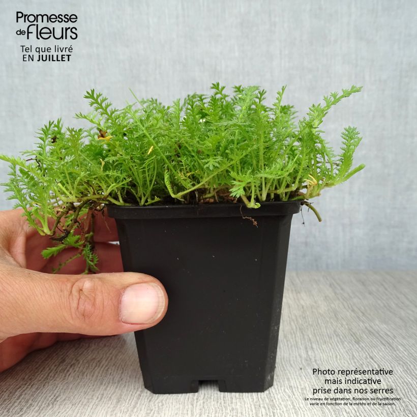 Spécimen de Cotule à bractées - Leptinella squalida Godet de 8/9 cm tel que livré en été