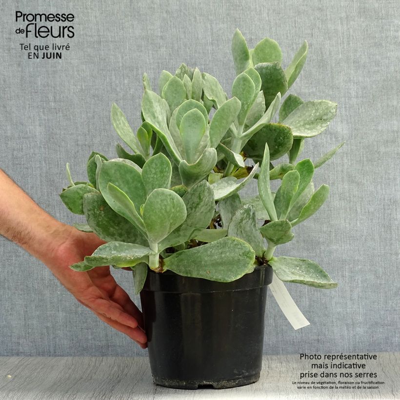Spécimen de Cotyledon orbiculata Gray - Plante grasse Pot de 3L/4L tel que livré en été