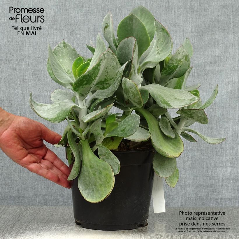 Spécimen de Cotyledon orbiculata Gray - Plante grasse tel que livré au printemps