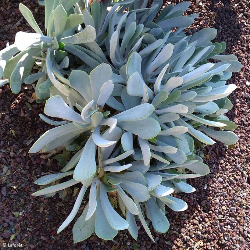 Cotyledon orbiculata Gray - Plante grasse (Port)