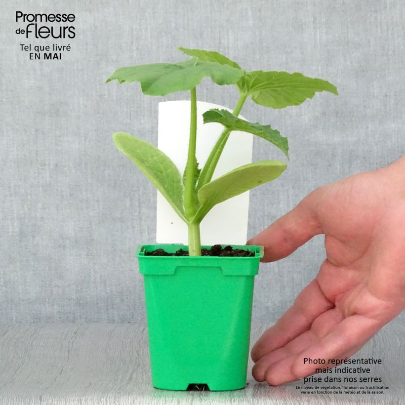 Spécimen de Courge Betty Blue F1 Pot de 10 cm/11cm tel que livré au printemps