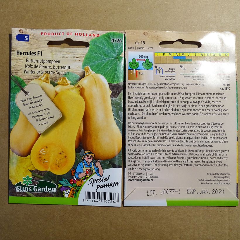 Exemple de spécimen de Courge Butternut Hercules F1 Graines tel que livré