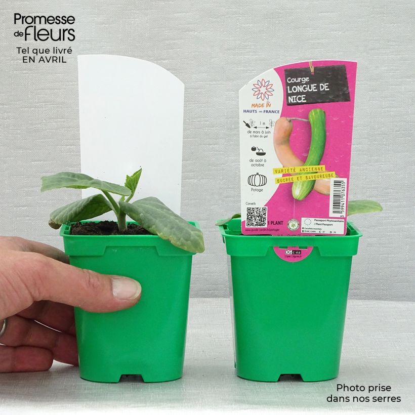 Spécimen de Courge Longue de Nice en plants Pot de 10,5 cm tel que livré au printemps